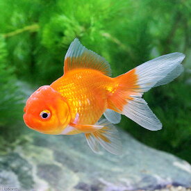 楽天市場 可愛い 種 観賞魚 金魚 熱帯魚 アクアリウム ペット ペットグッズ の通販