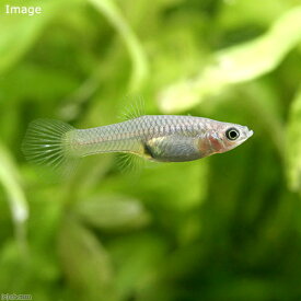 楽天市場 グッピー メスの通販