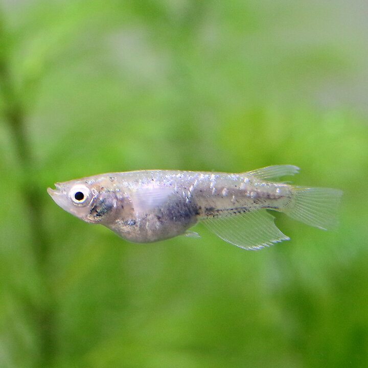 楽天市場】(めだか)緑光系鋼メダカ 行田淡水魚ブリード(1匹) : charm 楽天市場店 楽天市場】(めだか)緑光系鋼メダカ 行田淡水魚ブリード(1匹) : charm 楽天市場店