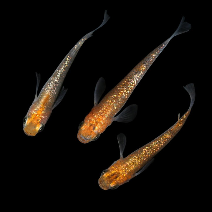 楽天市場 めだか あけの明星メダカ １匹 Charm 楽天市場店