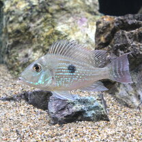 楽天市場】ゲオファーガス・スベニ（観賞魚｜熱帯魚・アクアリウム 