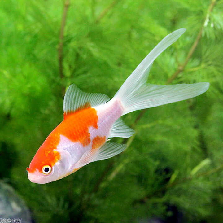 楽天市場 国産金魚 コメット ５匹 Charm 楽天市場店