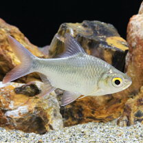 楽天市場】バルブ（観賞魚の生態環境熱帯）（熱帯魚・アクアリウム 