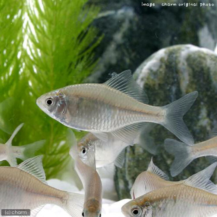 楽天市場 淡水魚 ニッポンバラタナゴ ３匹 Charm 楽天市場店