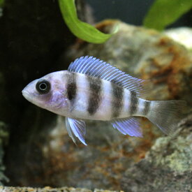 楽天市場 ティラピア 稚魚 販売の通販
