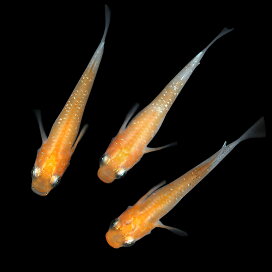 楽天市場 金魚 メダカ 錦鯉 日淡 金魚 メダカ 錦鯉 日淡 メダカ 体色で選ぶ 二色 三色系 Charm 楽天市場店 楽天市場 金魚 メダカ 錦鯉 日淡 金魚 メダカ 錦鯉 日淡 メダカ 体色で選ぶ 二色 三色系 Charm 楽天市場店