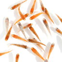 楽天市場 観賞魚 種 観賞魚 メダカ 人気ランキング1位 売れ筋商品
