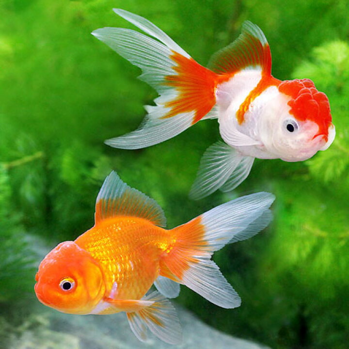 楽天市場】（国産金魚）オランダ獅子頭セット（更紗オランダ獅子頭＋ 