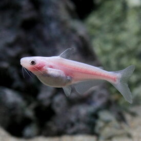 楽天市場 サメ 生体 熱帯魚 アクアリウム ペット ペットグッズ の通販