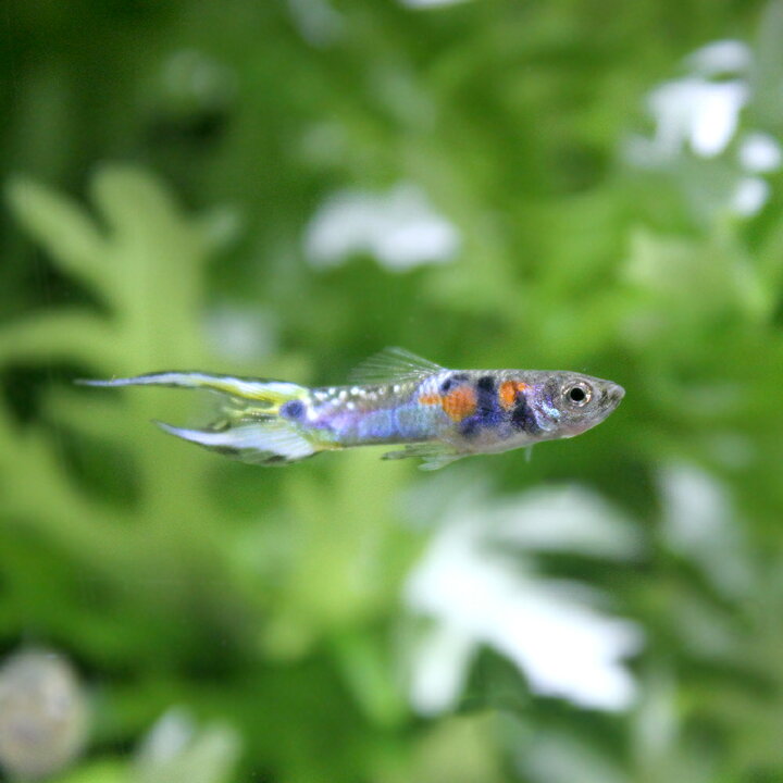 国内正規総代理店アイテム 熱帯魚 ブルーグラスグッピー 国産グッピー ３ペア 北海道航空便要保温 Discoversvg Com