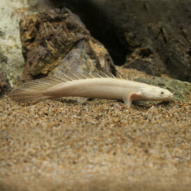 楽天市場 古代魚 観賞魚 熱帯魚 アクアリウム ペット ペットグッズの通販