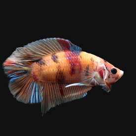 楽天市場 鯉ベタの通販