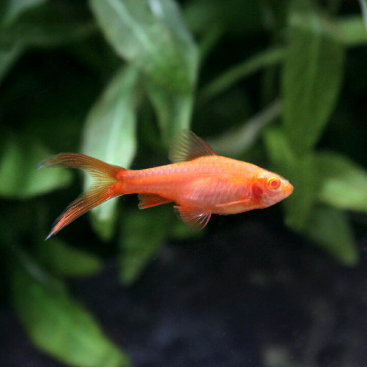 美品 熱帯魚 チェリー バルブ 12匹 北海道航空便要保温 Shipsctc Org 美品 熱帯魚 チェリー バルブ 12匹 北海道航空便要保温 Shipsctc Org