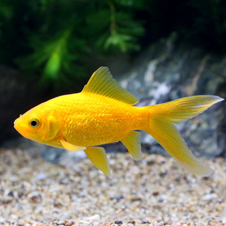 楽天市場】（国産金魚）キラキラコメット（1匹） : charm 楽天市場店