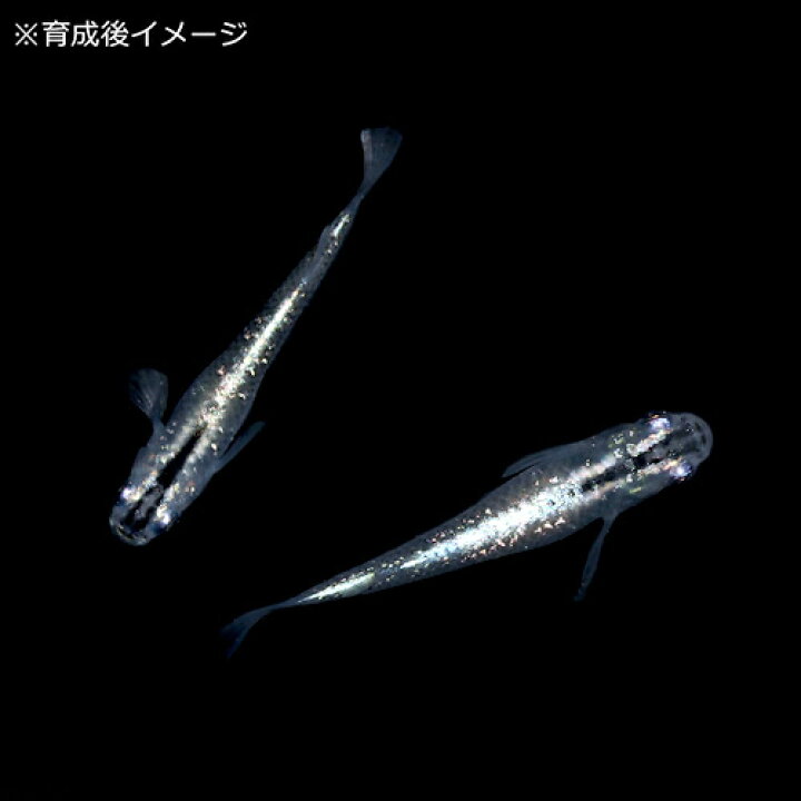 超可爱 メダカ 紀州黒黄 こくおう めだか 未選別 稚魚ss Sサイズ 5匹セ ット 黒 黄 幹之 ミユキ 淡水魚 超可爱 メダカ 紀州黒黄 こくおう めだか 未選別 稚魚ss Sサイズ 5匹セ ット 黒 黄 幹之 ミユキ 淡水魚