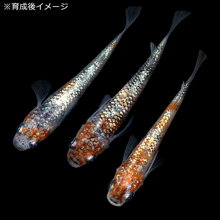 楽天市場】（めだか）無選別 月華メダカ 稚魚（10匹） : charm 楽天 