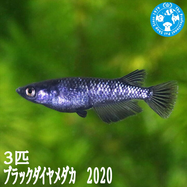 楽天市場】（めだか）ブラックダイヤメダカ 2020（3匹） : charm 