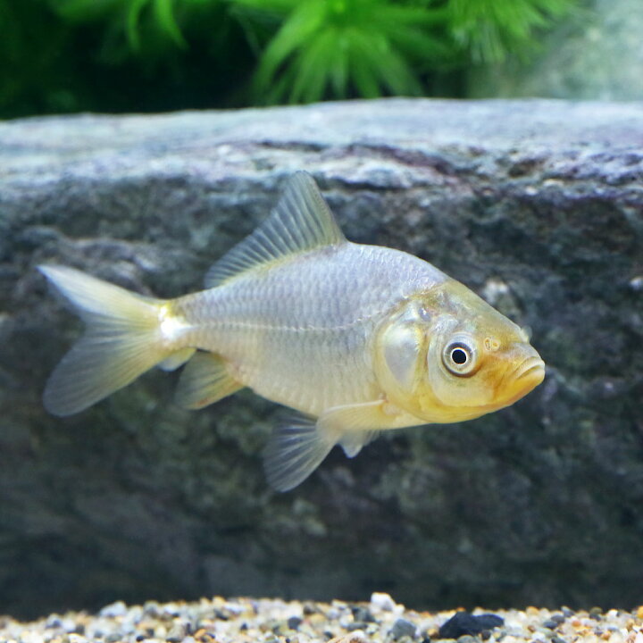 楽天市場 国産金魚 青隼人和金 ４ ７ｃｍ １匹 Charm 楽天市場店