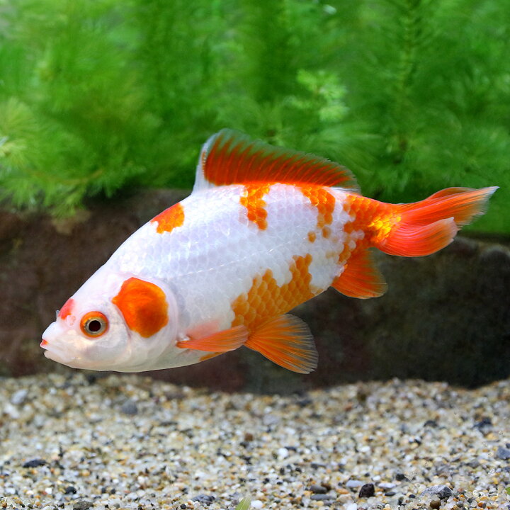 楽天市場 国産金魚 更紗和金 志村養魚場産 １匹 Charm 楽天市場店