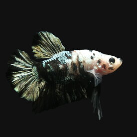 Mteracilf Cfum