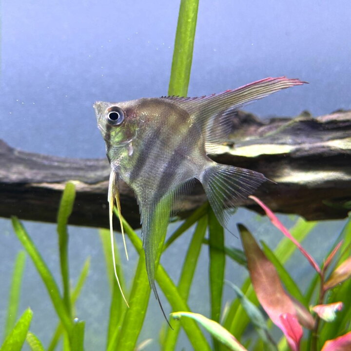 無料長期保証 熱帯魚 ゴールデン エンゼルフィッシュ 国産ブリード 3匹 北海道航空便要保温 Shipsctc Org 無料長期保証 熱帯魚 ゴールデン エンゼルフィッシュ 国産ブリード 3匹 北海道航空便要保温 Shipsctc Org