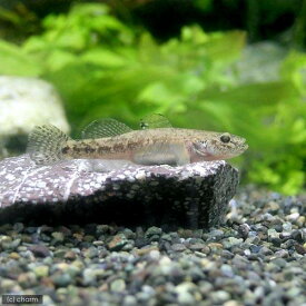 楽天市場 淡水 ハゼ 観賞魚 熱帯魚 アクアリウム ペット ペットグッズの通販