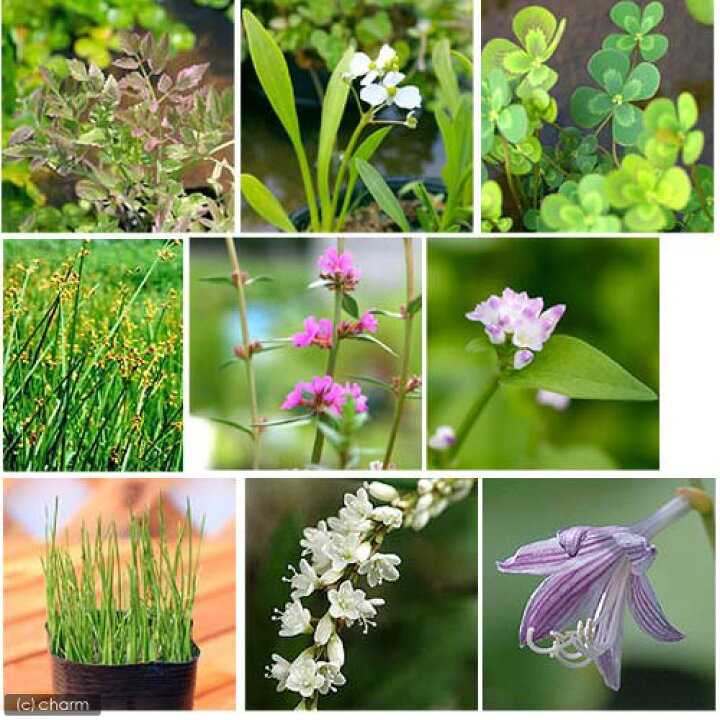 楽天市場 ビオトープ 水辺植物 オススメ ビオ植物 5ポットセット Charm 楽天市場店 楽天市場 ビオトープ 水辺植物 オススメ ビオ植物 5ポットセット Charm 楽天市場店