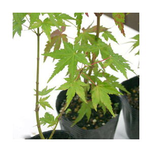 (山野草)盆栽 モミジ(椛)苗 品種おまかせ 2.5〜3号(1ポット)品種記載なし