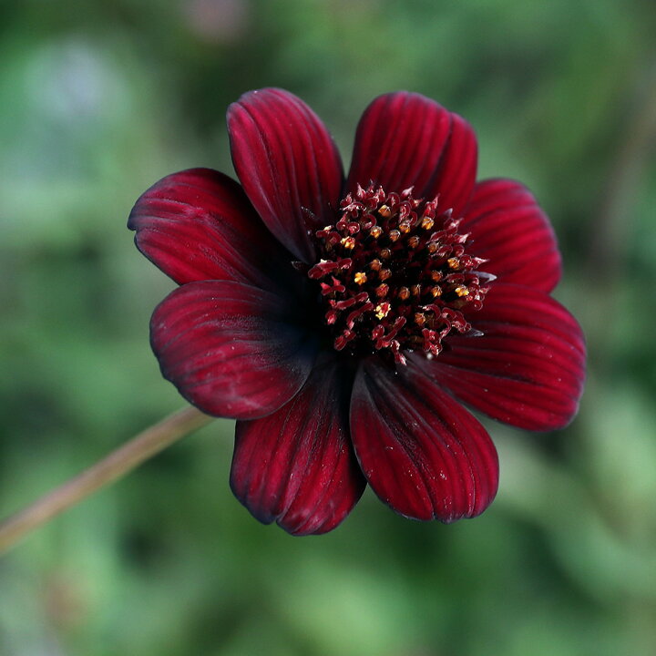 楽天市場】（観葉植物）チョコレートコスモス チョコモカ 3〜4号（1  