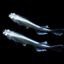 楽天市場 観賞魚 種 観賞魚 メダカ 人気ランキング1位 売れ筋商品
