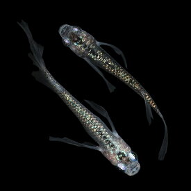 楽天市場 忘却の翼の通販