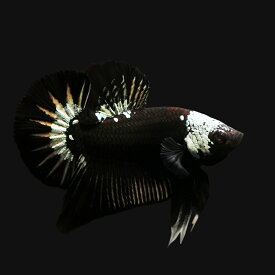 楽天市場 熱帯魚 ベタ 黒の通販