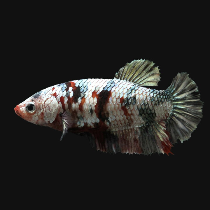楽天市場 熱帯魚 一点物 鯉ベタ ハーフムーンプラカット コイカラー コッパー メス １匹 北海道 九州 沖縄航空便要保温 Charm 楽天市場店