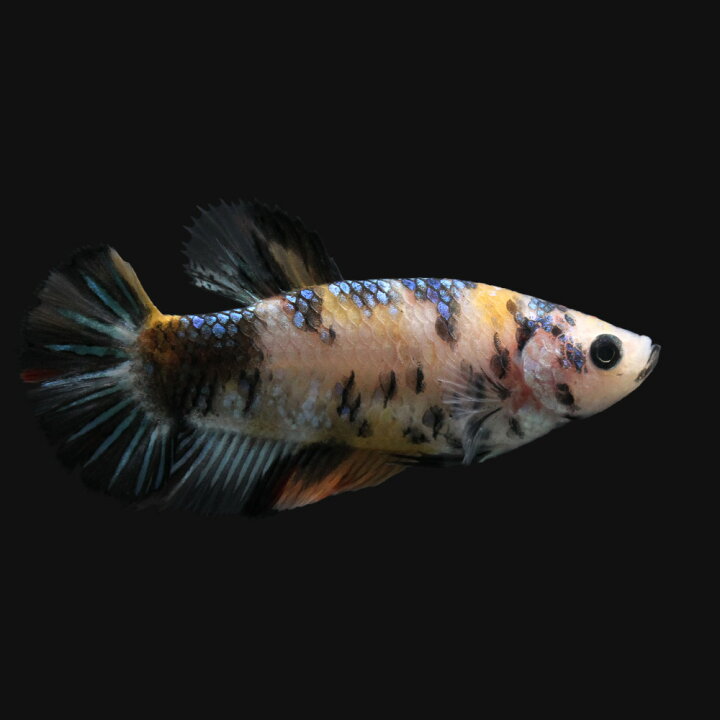 楽天市場 熱帯魚 一点物 鯉ベタ ハーフムーンプラカット コイカラー メス １匹 北海道 九州 沖縄航空便要保温 Charm 楽天市場店