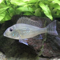 楽天市場】ゲオファーガス・スベニ（観賞魚｜熱帯魚・アクアリウム 