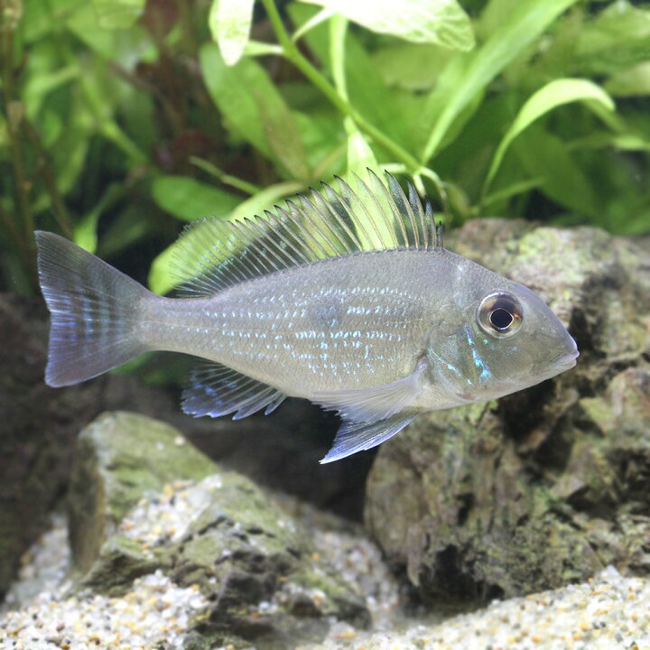 百貨店 熱帯魚 コンビクト シクリッド １匹 北海道航空便要保温 Shipsctc Org