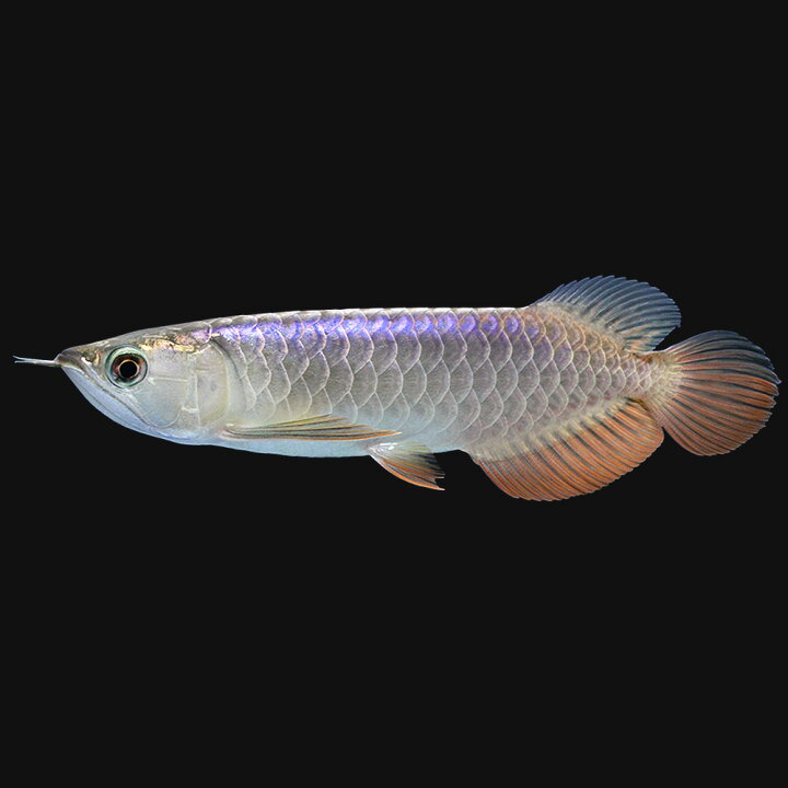 楽天市場 熱帯魚 一点物 アジアアロワナ 過背金龍 ブルーベース ｈｑ ａｒｏｗａｎａ ｆａｒｍ産 １匹 沖縄別途送料 北海道航空便要保温 Charm 楽天市場店