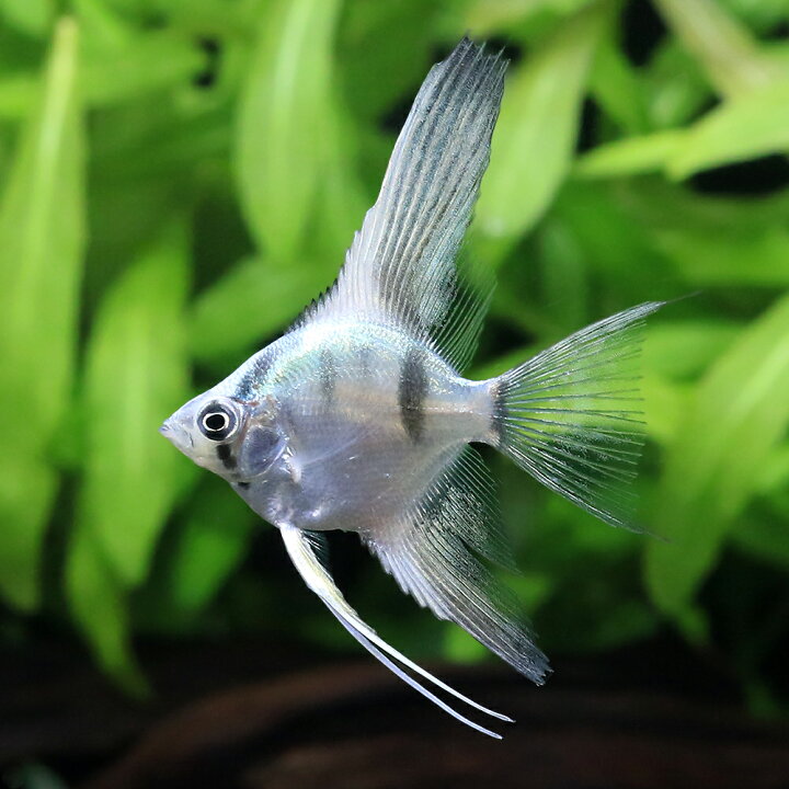 楽天市場】（入荷未定）（熱帯魚）アバターブルーベールテールエンゼル 