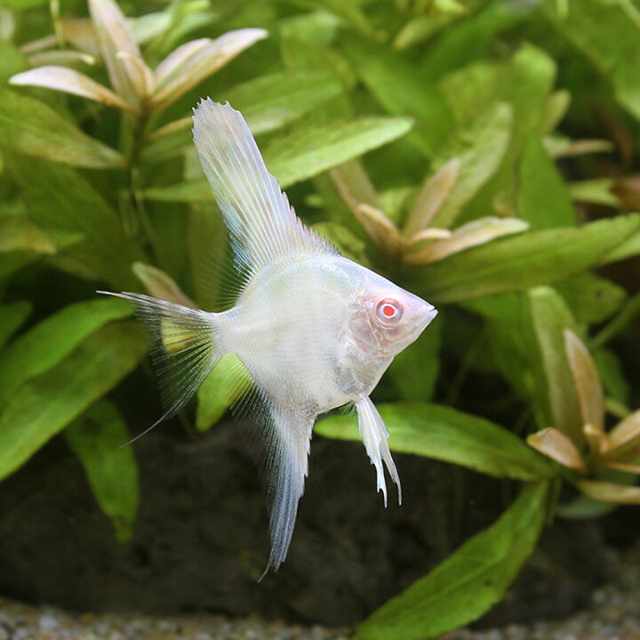 楽天市場 熱帯魚 アルビノレッドバック エンゼルフィッシュ 国産ブリード ３匹 北海道航空便要保温 Charm 楽天市場店
