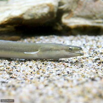 楽天市場】ウナギ（観賞魚｜熱帯魚・アクアリウム）：ペット・ペット 