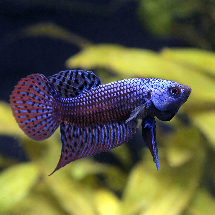 楽天市場 熱帯魚 ベタ コバルトブルーシンフォニー １ペア 北海道 九州 沖縄航空便要保温 Charm 楽天市場店