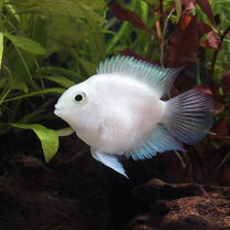楽天市場】熱帯魚 キングコング パロットの通販