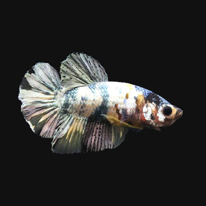 楽天市場 熱帯魚 一点物 鯉ベタ ハーフムーンプラカット コイカラー ファンシーコッパー オス １匹 北海道 九州 沖縄航空便要保温 沖縄別途送料 Charm 楽天市場店