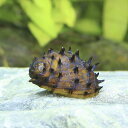 （エビ・貝）キングクッパスネール（5匹）