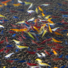 （エビ）ミックスチェリー・シュリンプ（10匹）　北海道・九州航空便要保温