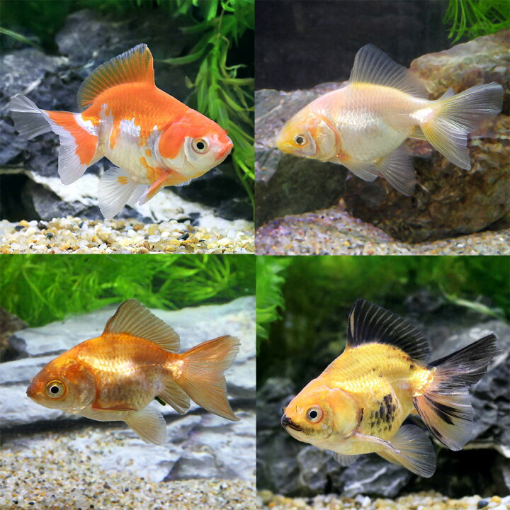 楽天市場】（国産金魚）土佐錦（1匹） : charm 楽天市場店