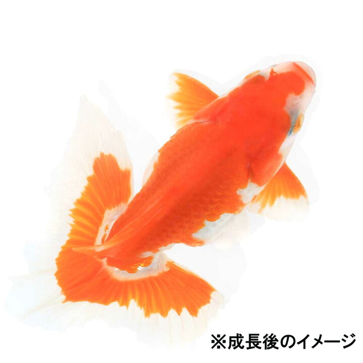 楽天市場】（国産金魚）土佐錦（1匹） : charm 楽天市場店
