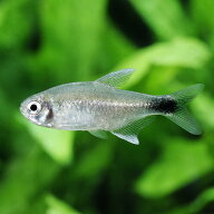 （熱帯魚）ハイフェソブリコンsp．バイアブラック（ワイルド）（1匹）　北海道・九州航空便要保温