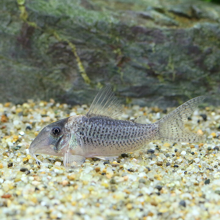 楽天市場】（熱帯魚）コリドラス・ルイーザ（ブリード）（1匹 