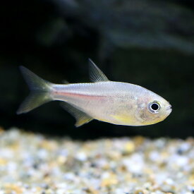（熱帯魚）ピンクレモンテトラ（ワイルド）（1匹）　北海道航空便要保温